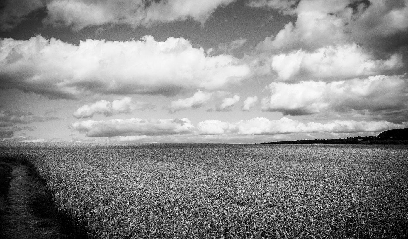 cornfield in the summer
