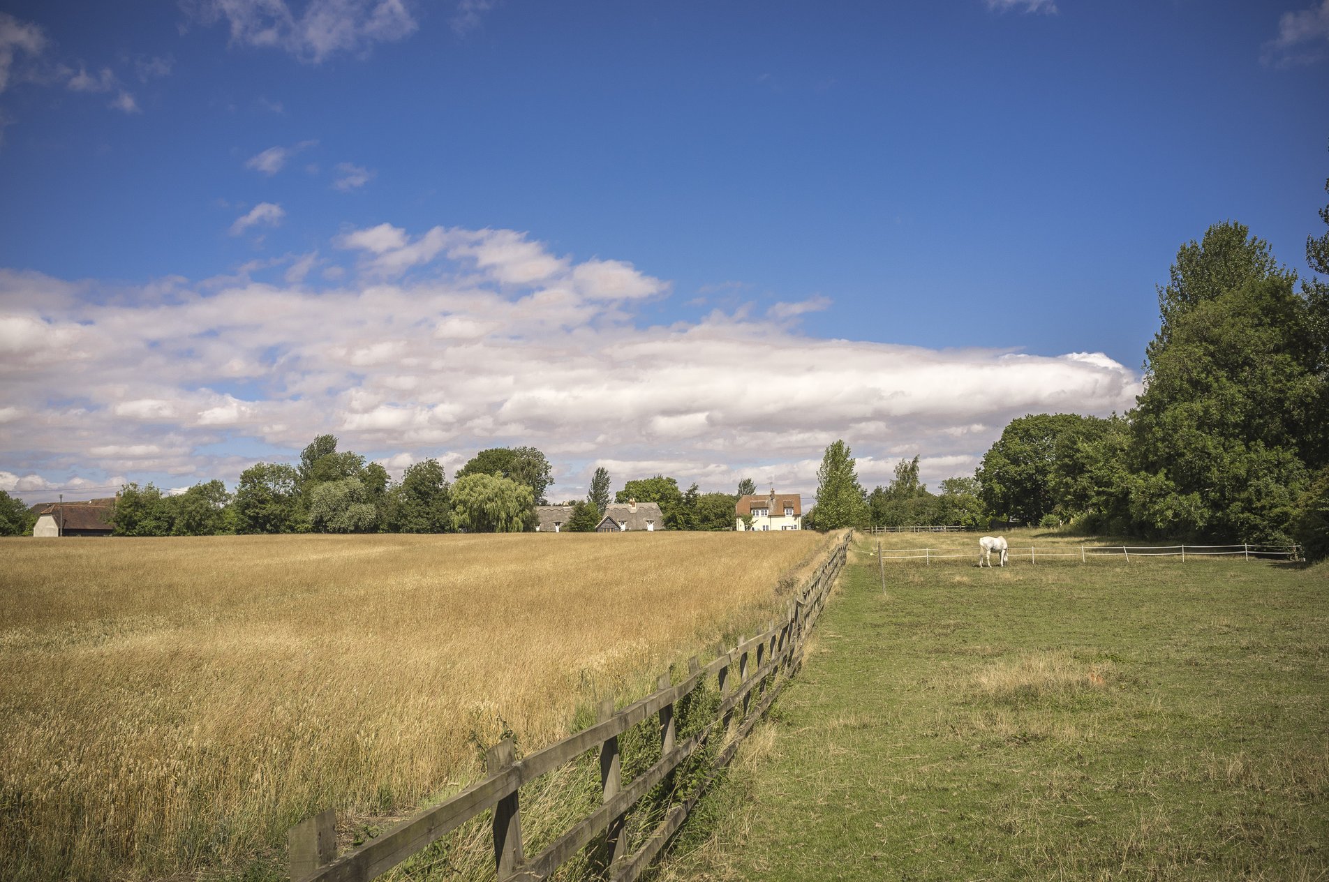 field alongside horse paddocks
