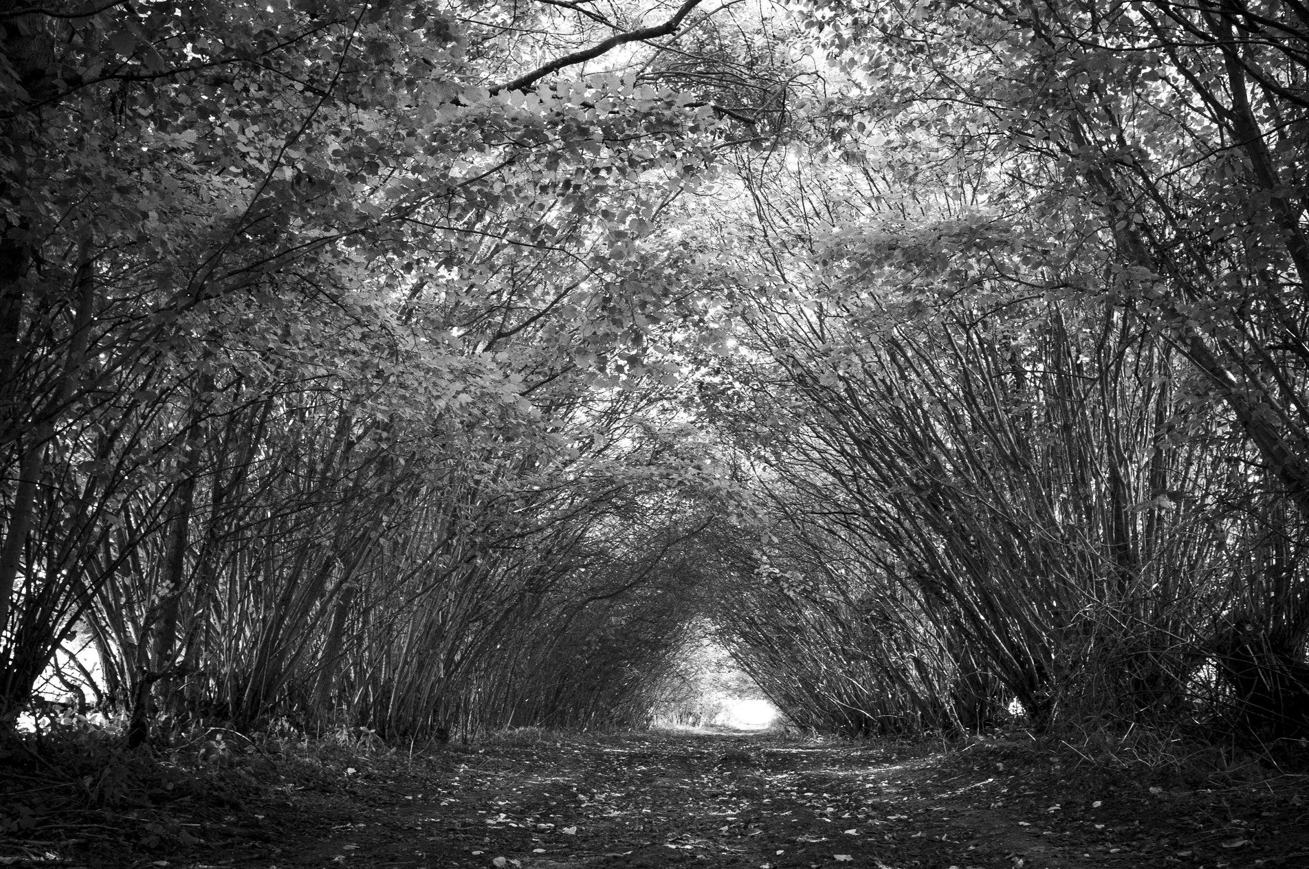 footpath through tunnel of trees