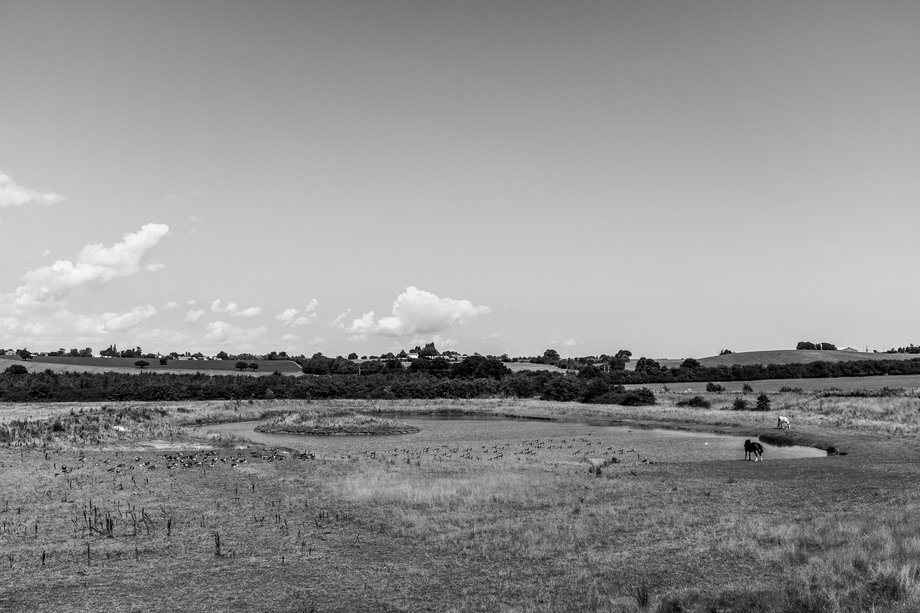 pond with ducks and horses