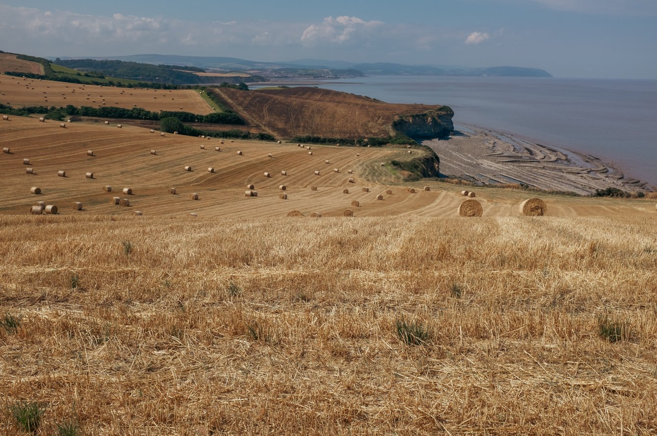 cornfields overlooking jurassic coastline