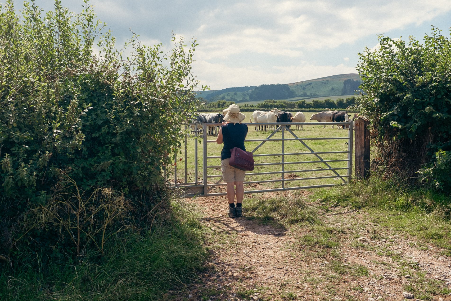 person standing at field gate looking at cattle