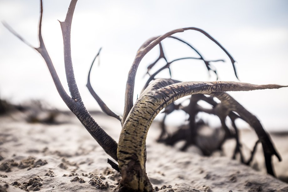 seaweed on rocky beach