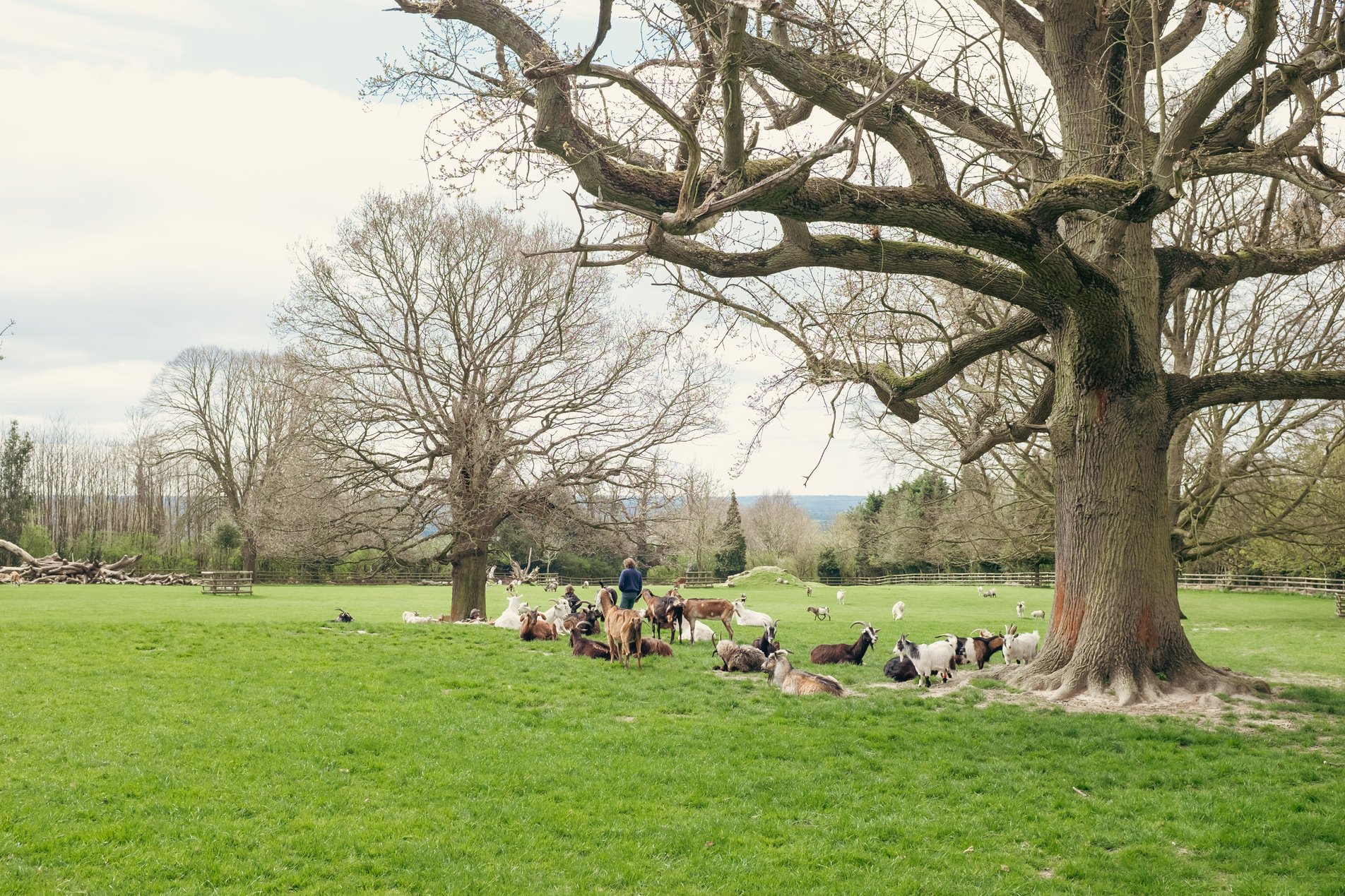 goats in open parkland