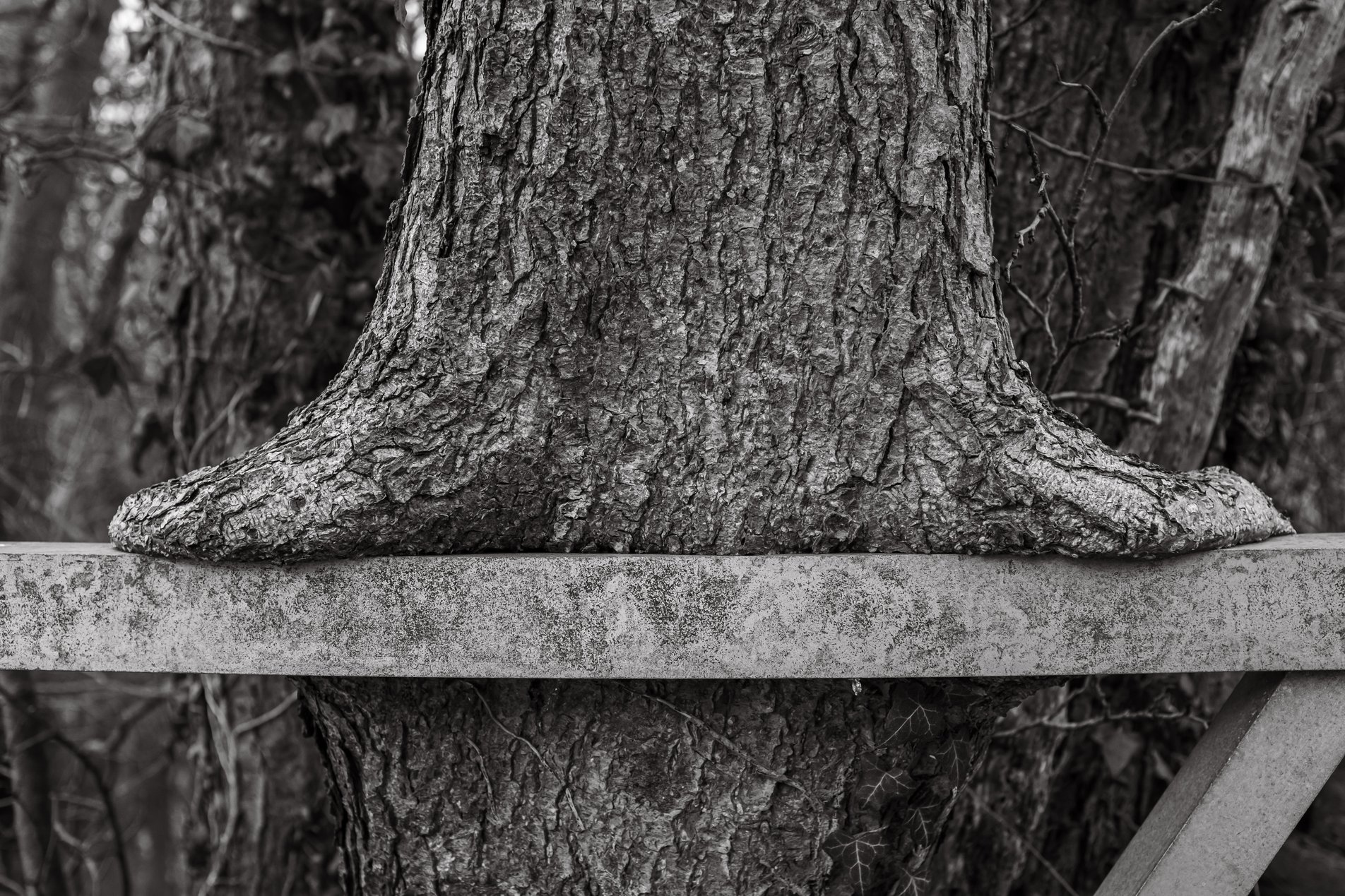 tree growing around metal fence
