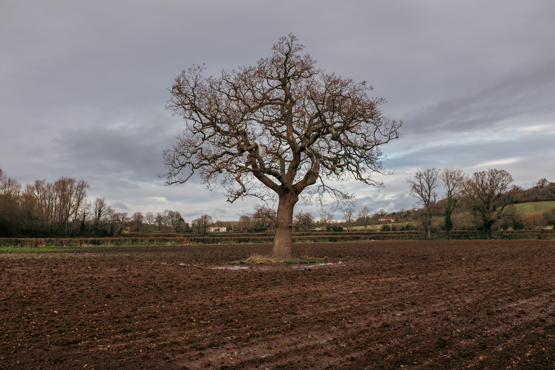 tree in ploughed field