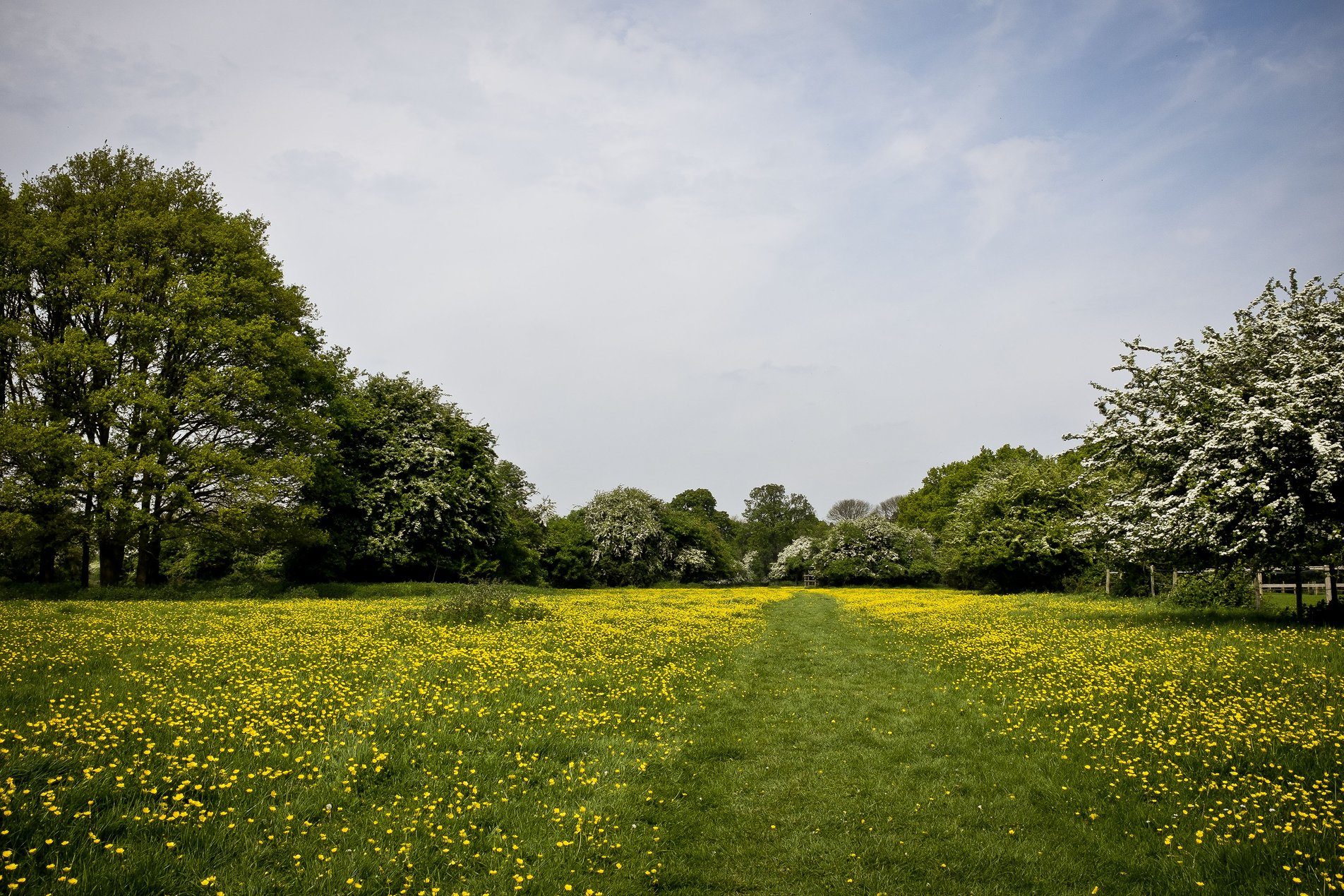 footpath through field of yellow buttercups