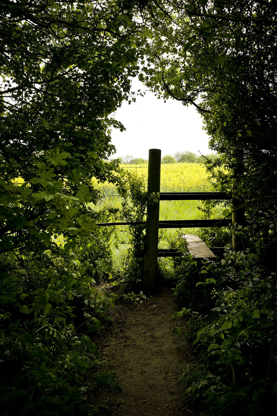 footpath style leading through hedge into field