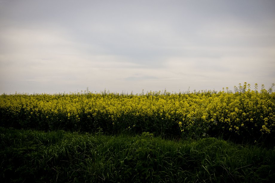 yellow rape seed crop in field