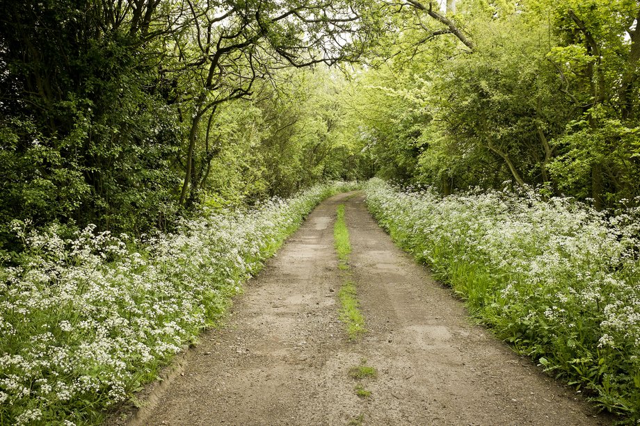 lane lined with cowslip