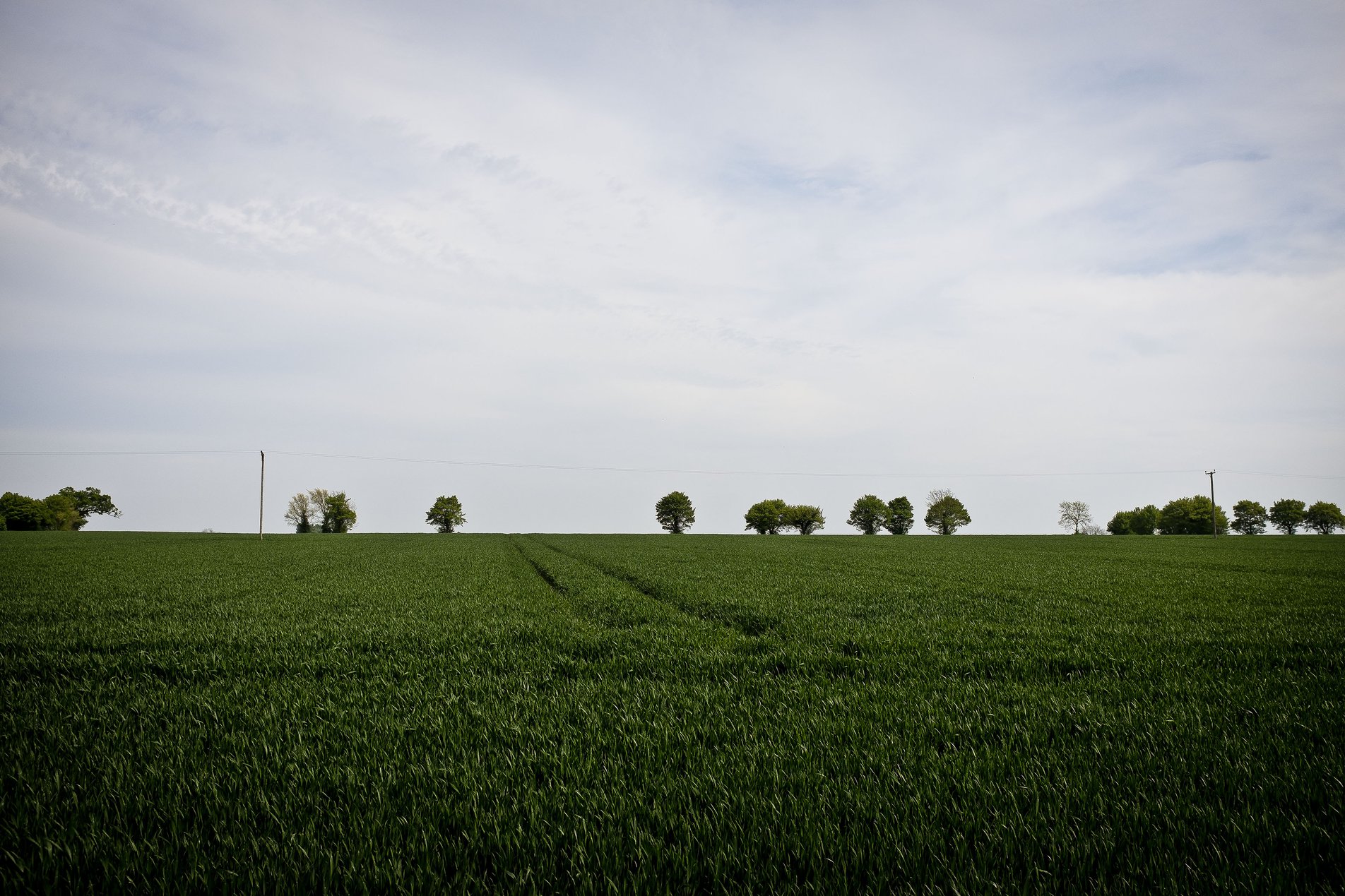 line of trees on horizon