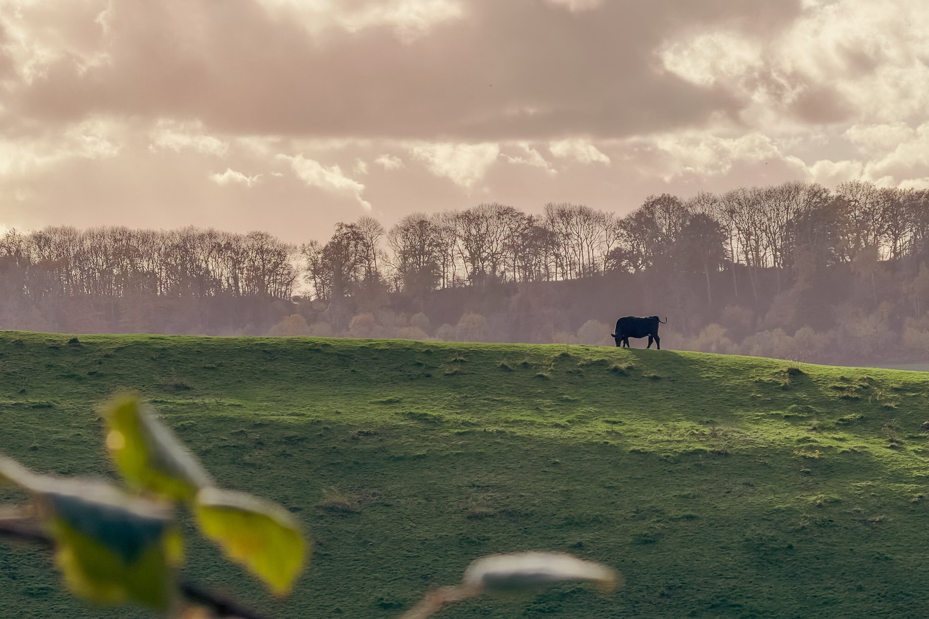 cow on distant ridge