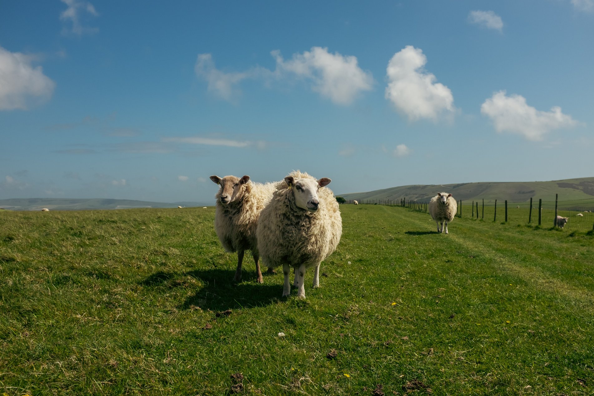 sheep on south downs