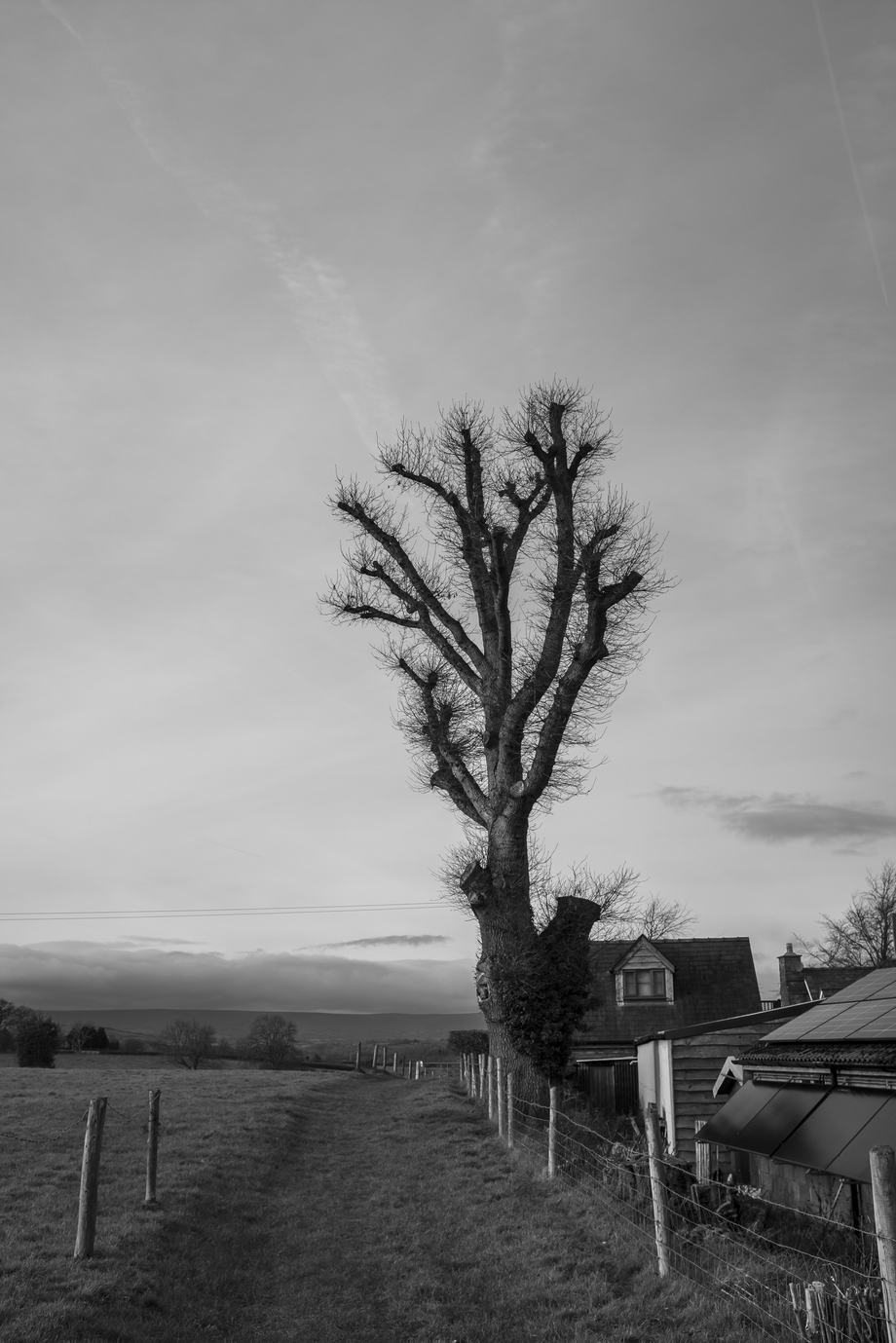 Black-and-white photo of a tall, heavily pollarded tree beside a country path and fence, with a small house and farm buildings to the right and open fields stretching into the distance under a wide, cloudy sky.