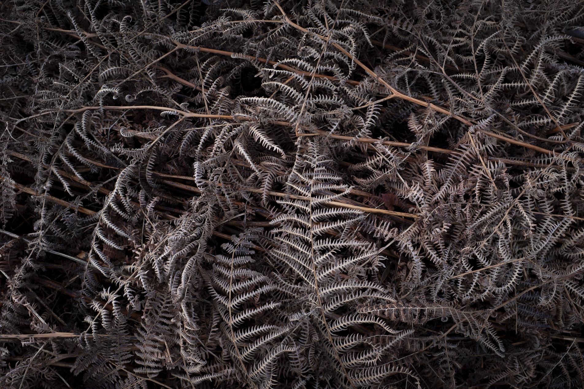 Close-up of a tangled carpet of dried brown fern fronds and thin stems, creating intricate, lacy textures.