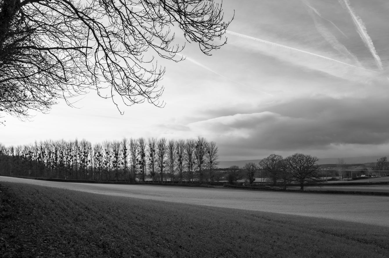 Black-and-white rural scene: a wide open field with a neat row of tall, leafless trees across the middle, bare branches framing the top left and dramatic cloud-filled sky with contrails.