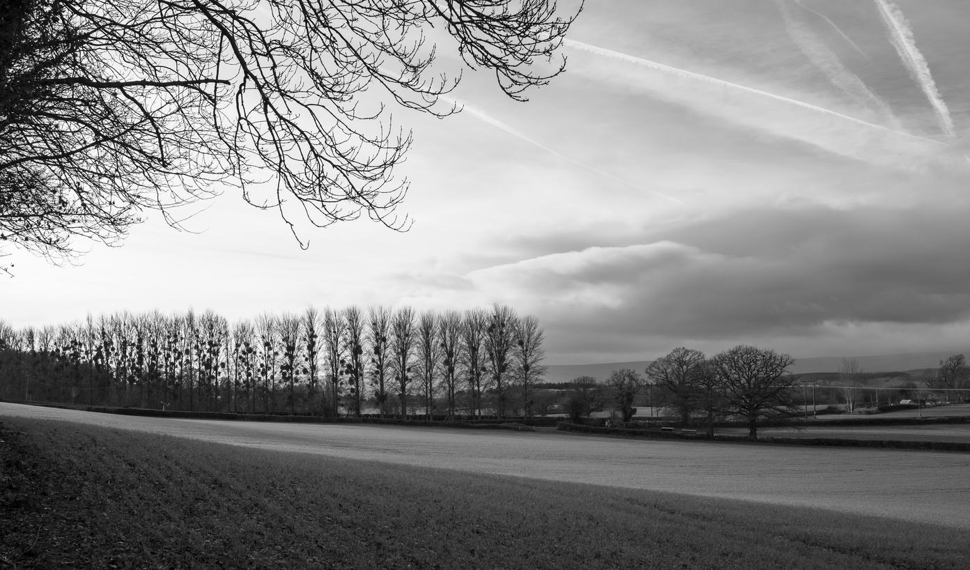 Black-and-white rural scene: a wide open field with a neat row of tall, leafless trees across the middle, bare branches framing the top left and dramatic cloud-filled sky with contrails.