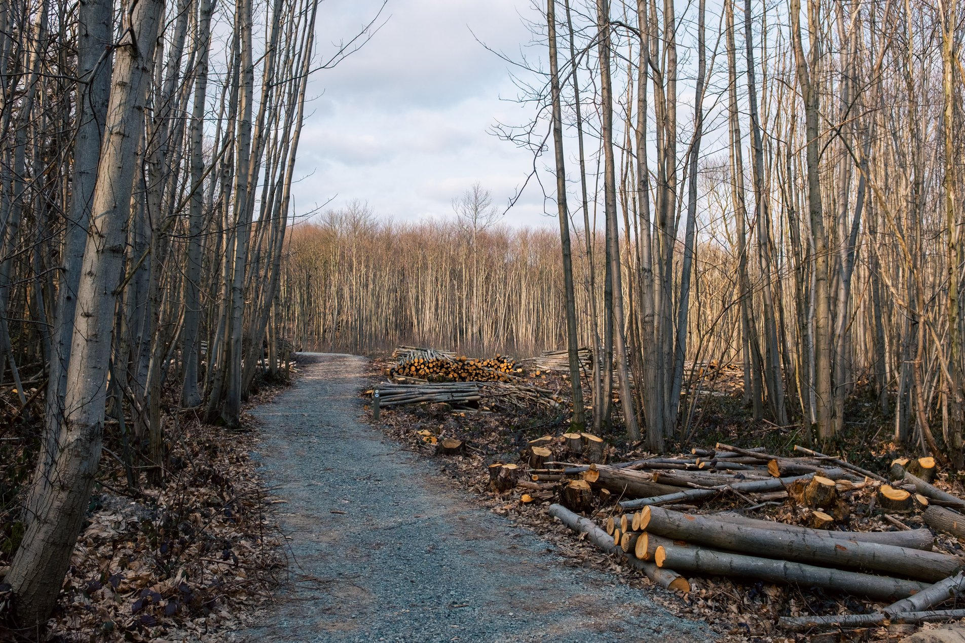 path through forest with timberl og piles