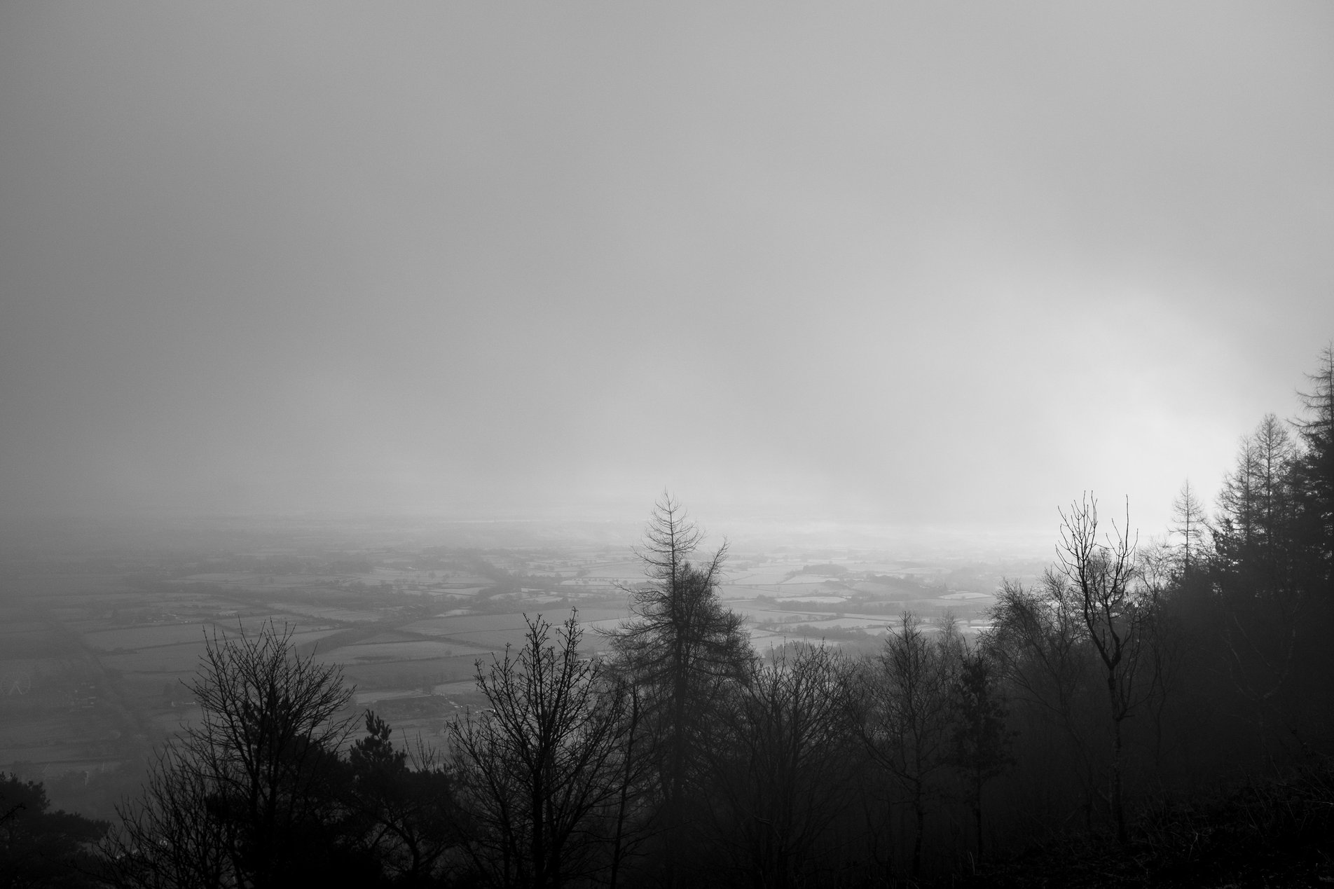 view over tress to flat plains