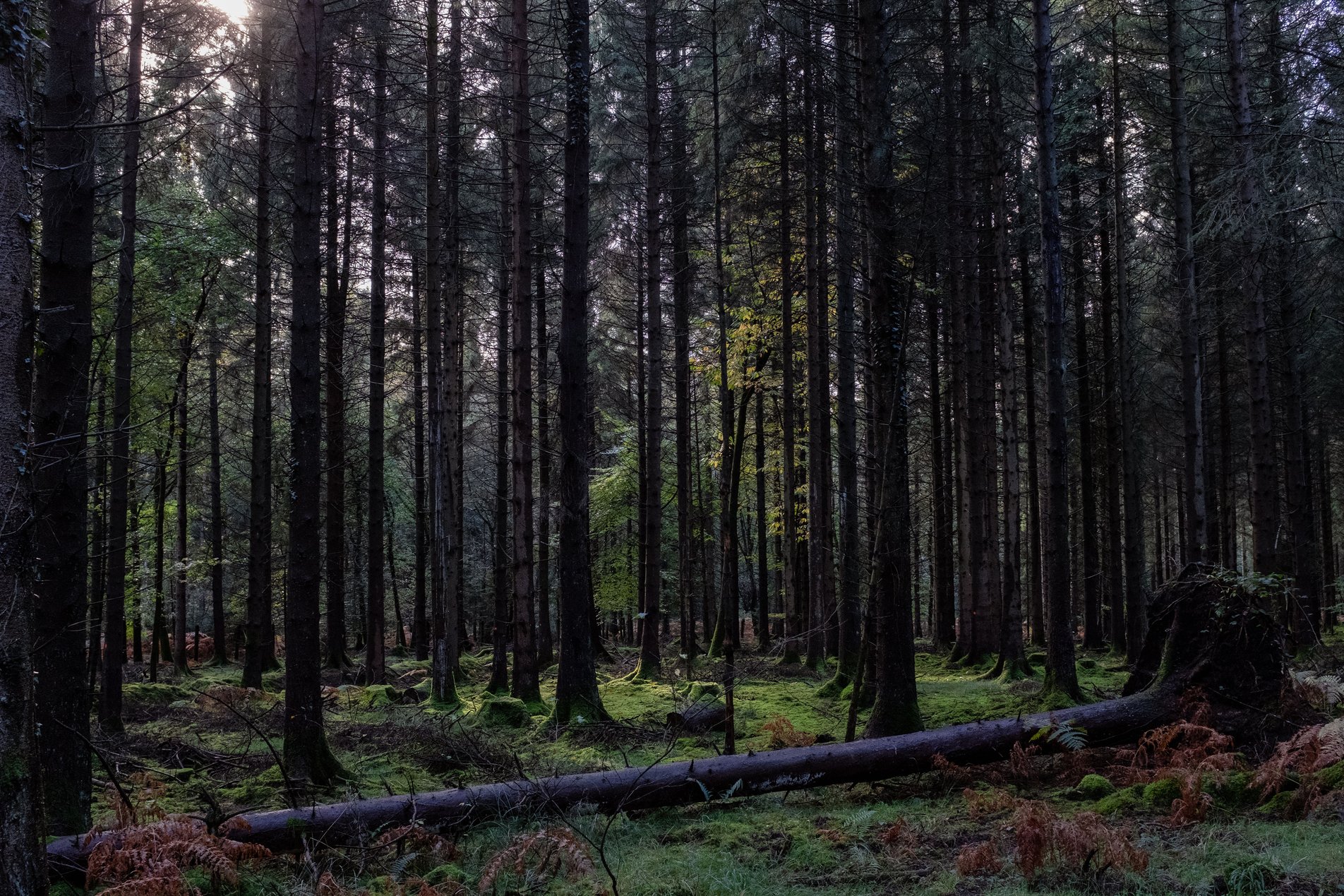 forest view with one felled tree
