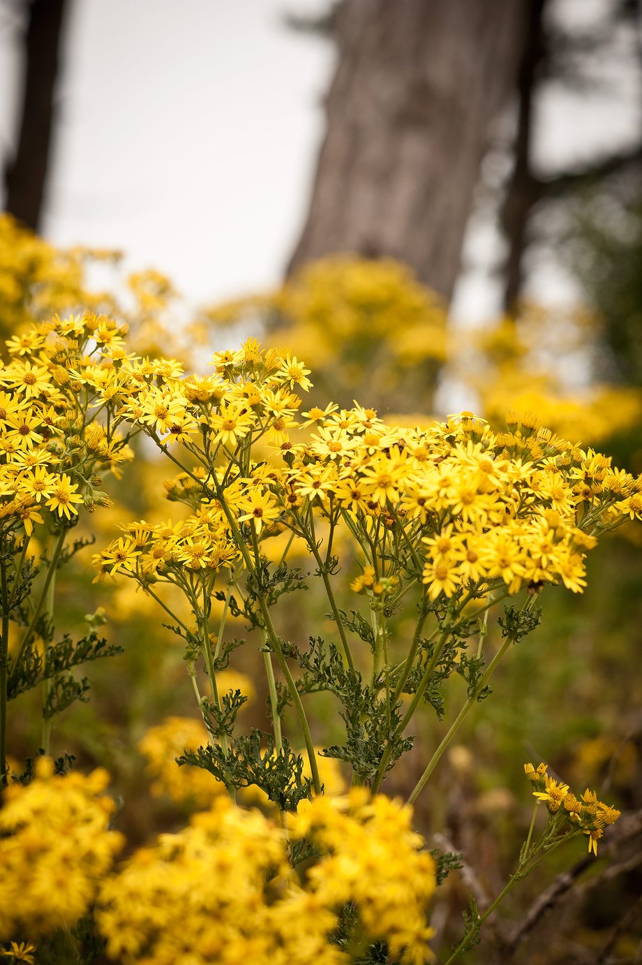 yellow common ragwort flowers and tree in sand dunes