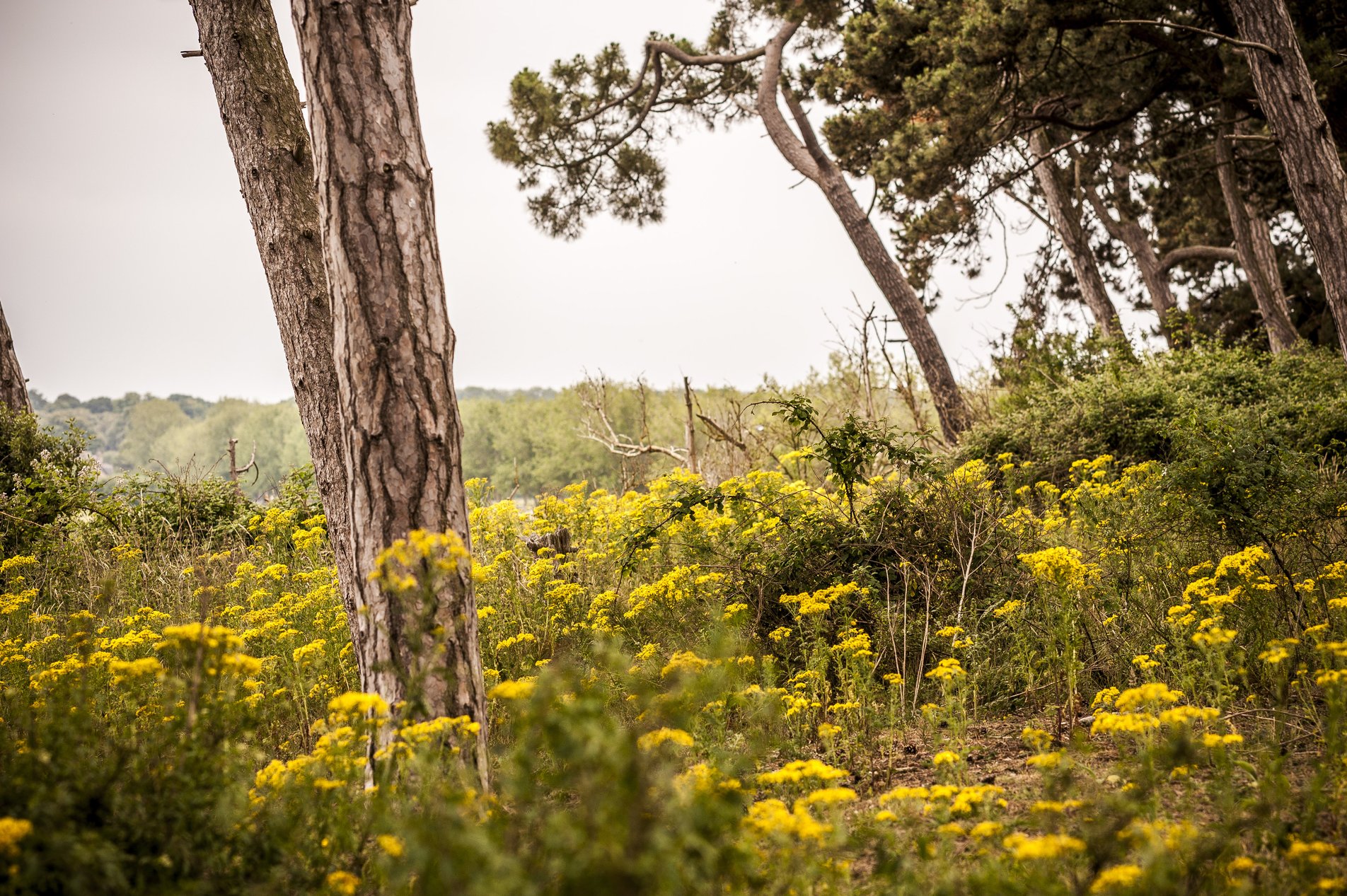 yellow flowers and trees in sand dunes