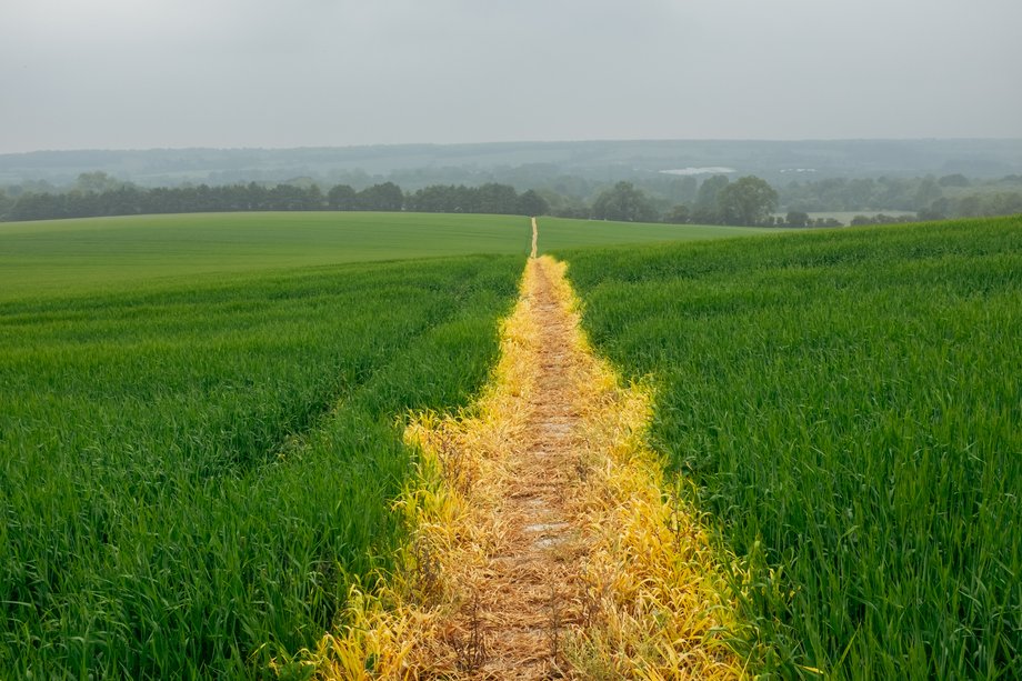 path through crop field marked with herbicide