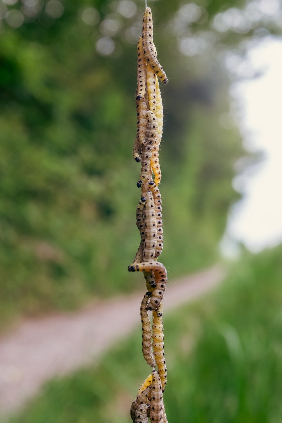 string of catepillars