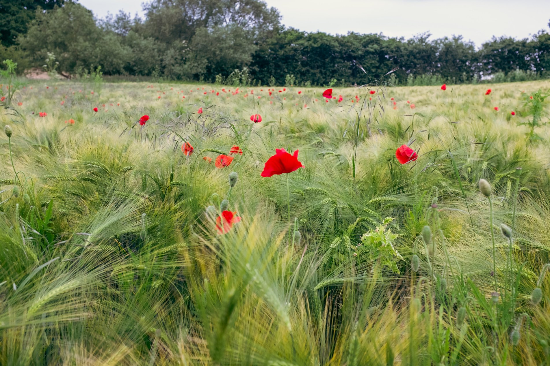 poppies growing in a cornfield
