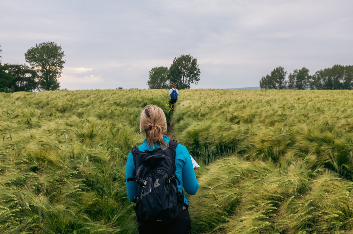 walkers on path through cornfield