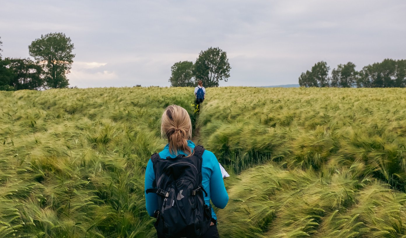 walkers on path through cornfield