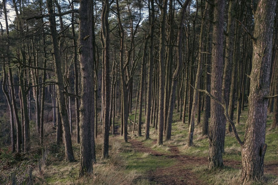 path through trees in forest