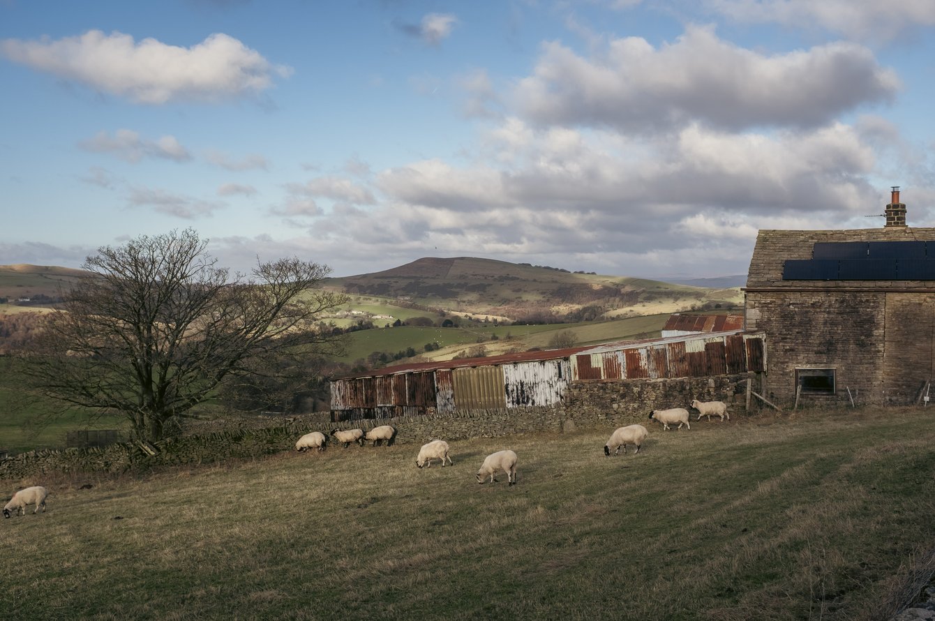 sheep in field next to barn