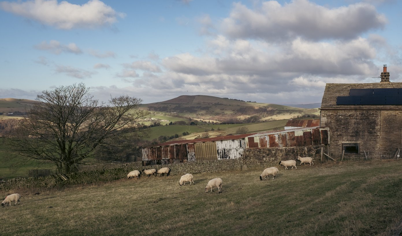 sheep in field next to barn