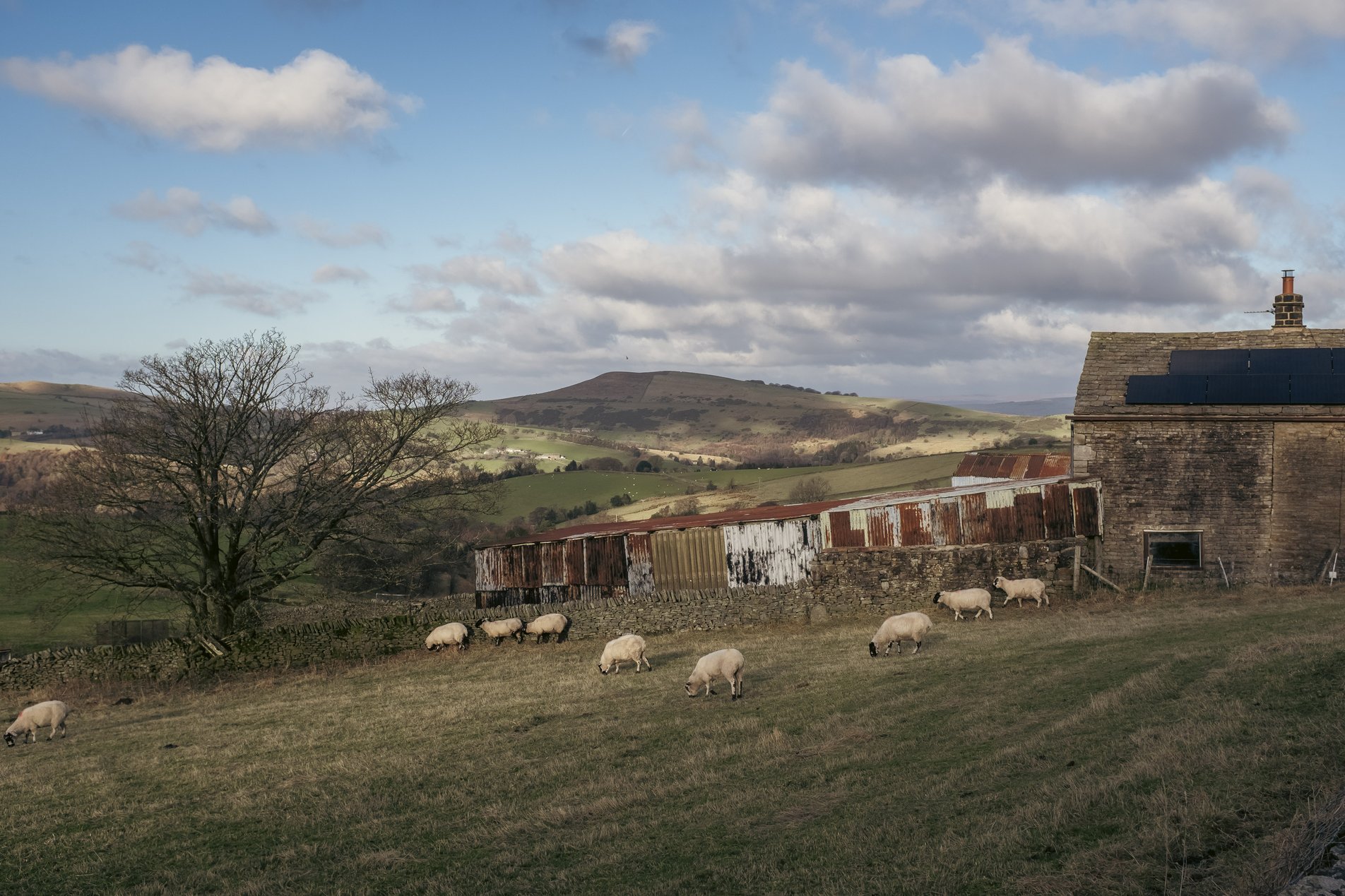 sheep in field next to barn