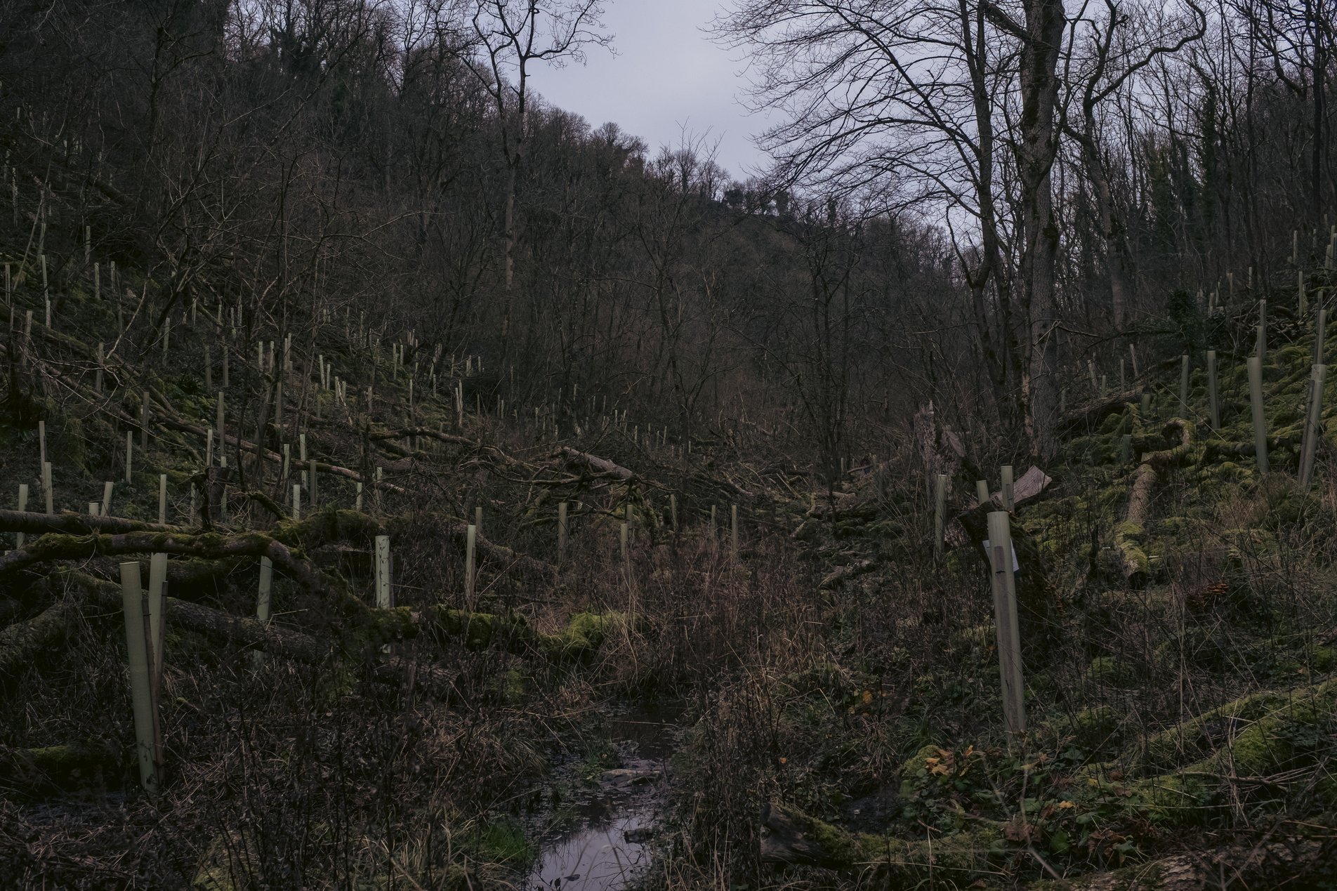 newly planted trees in valley