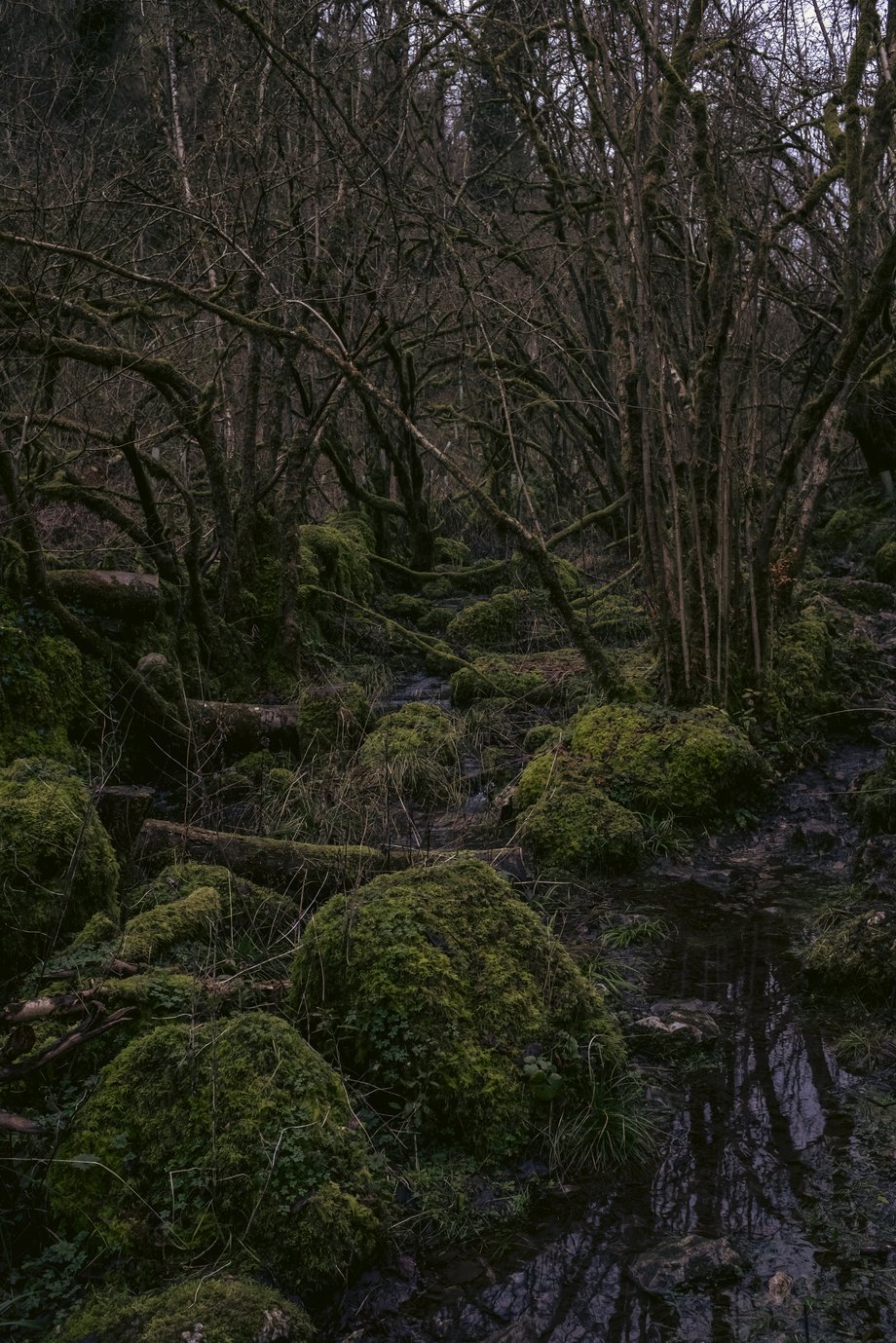 moss covered rocks in monk's dale