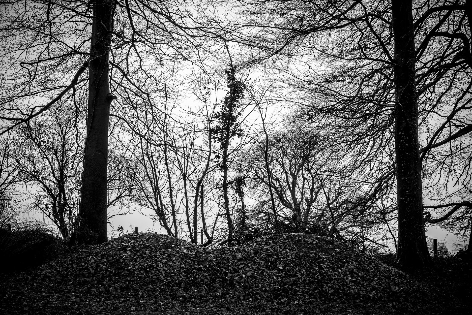 black and white tree silhouettes