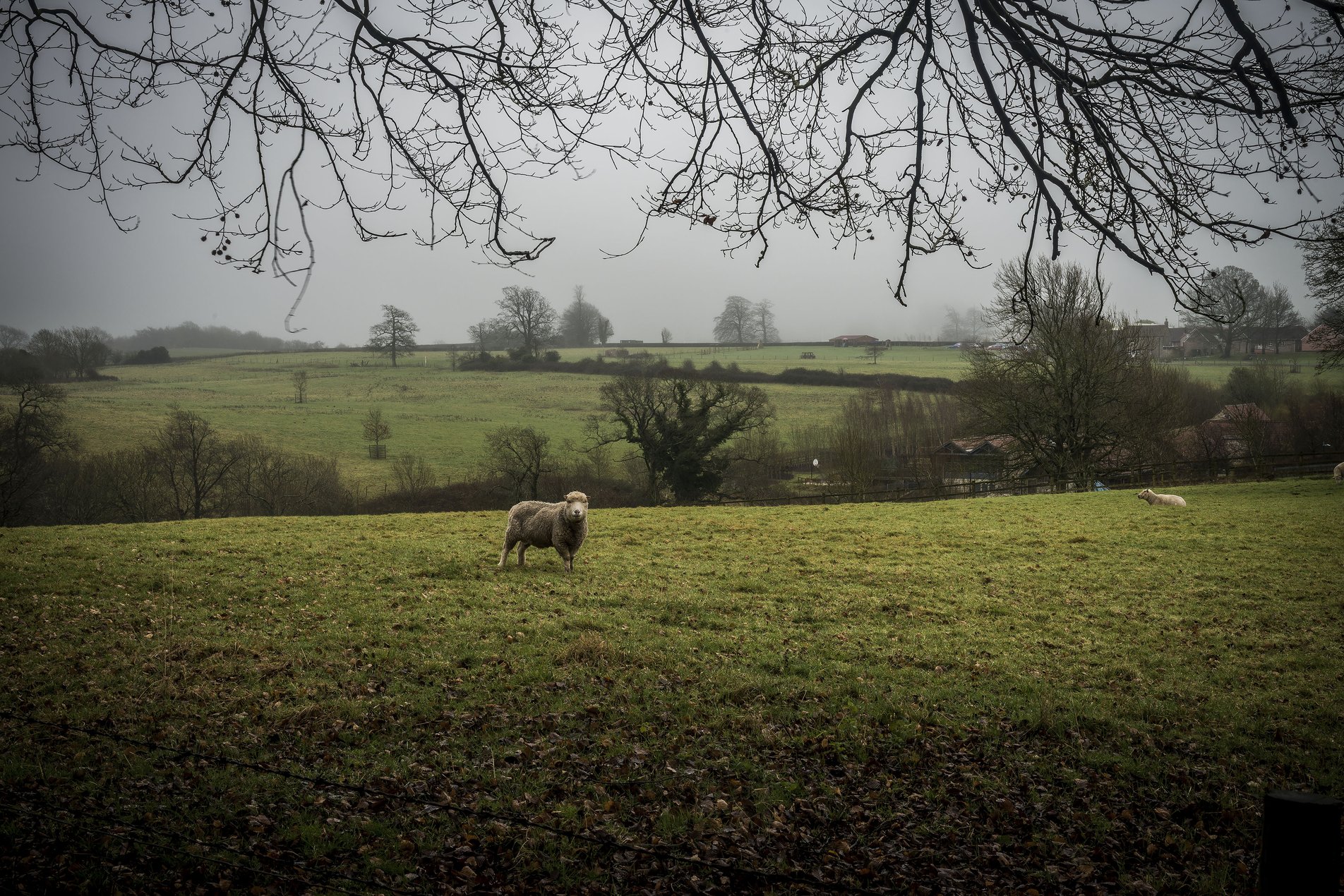 sheep looking directly into camera