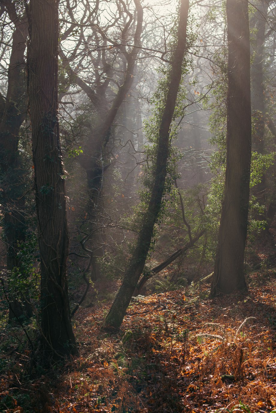 winter sunlight through trees