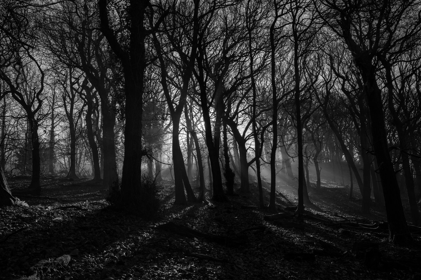 black and white shot of trees in mist with sunlight
