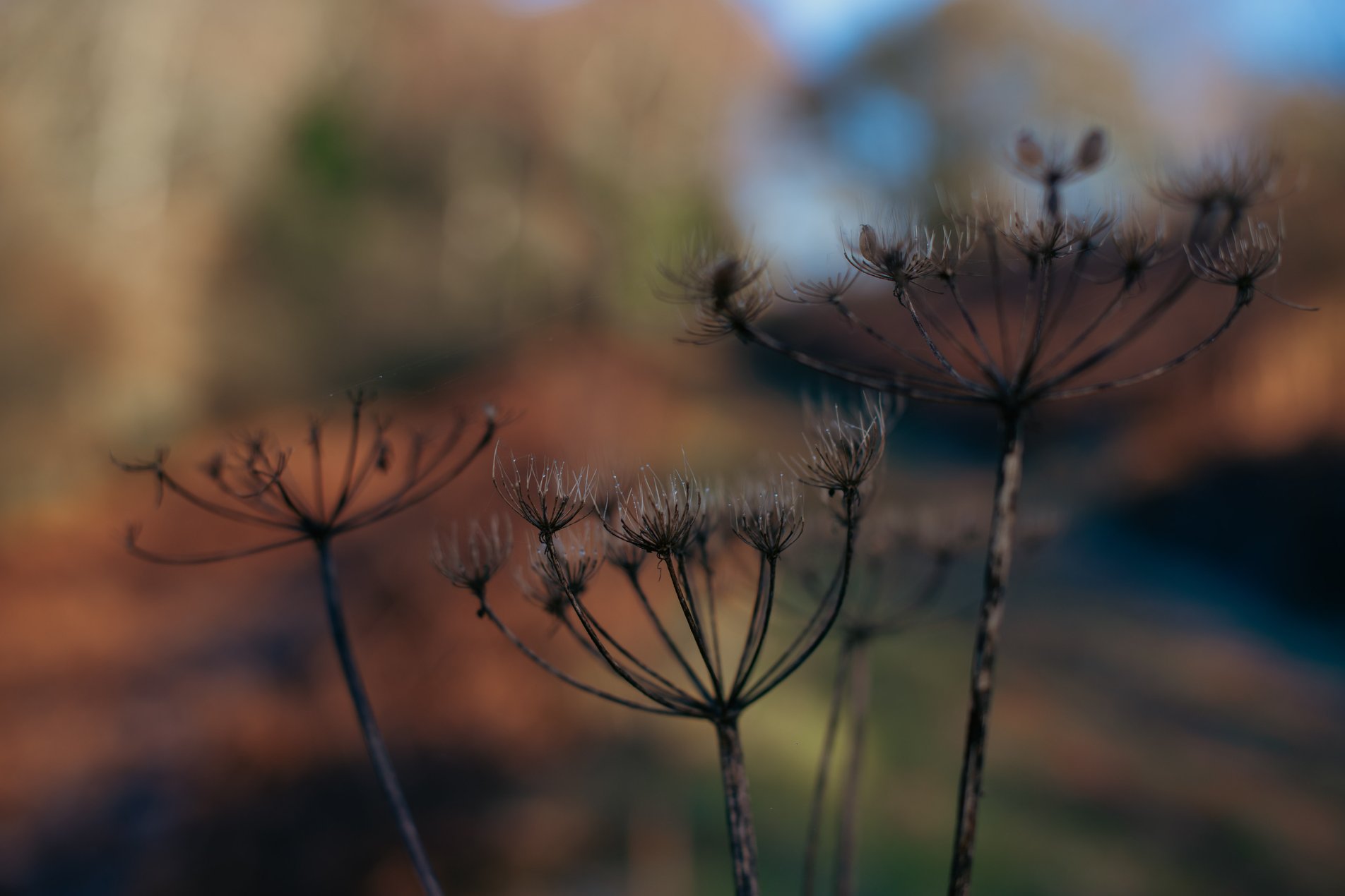 close up of seed heads in winter