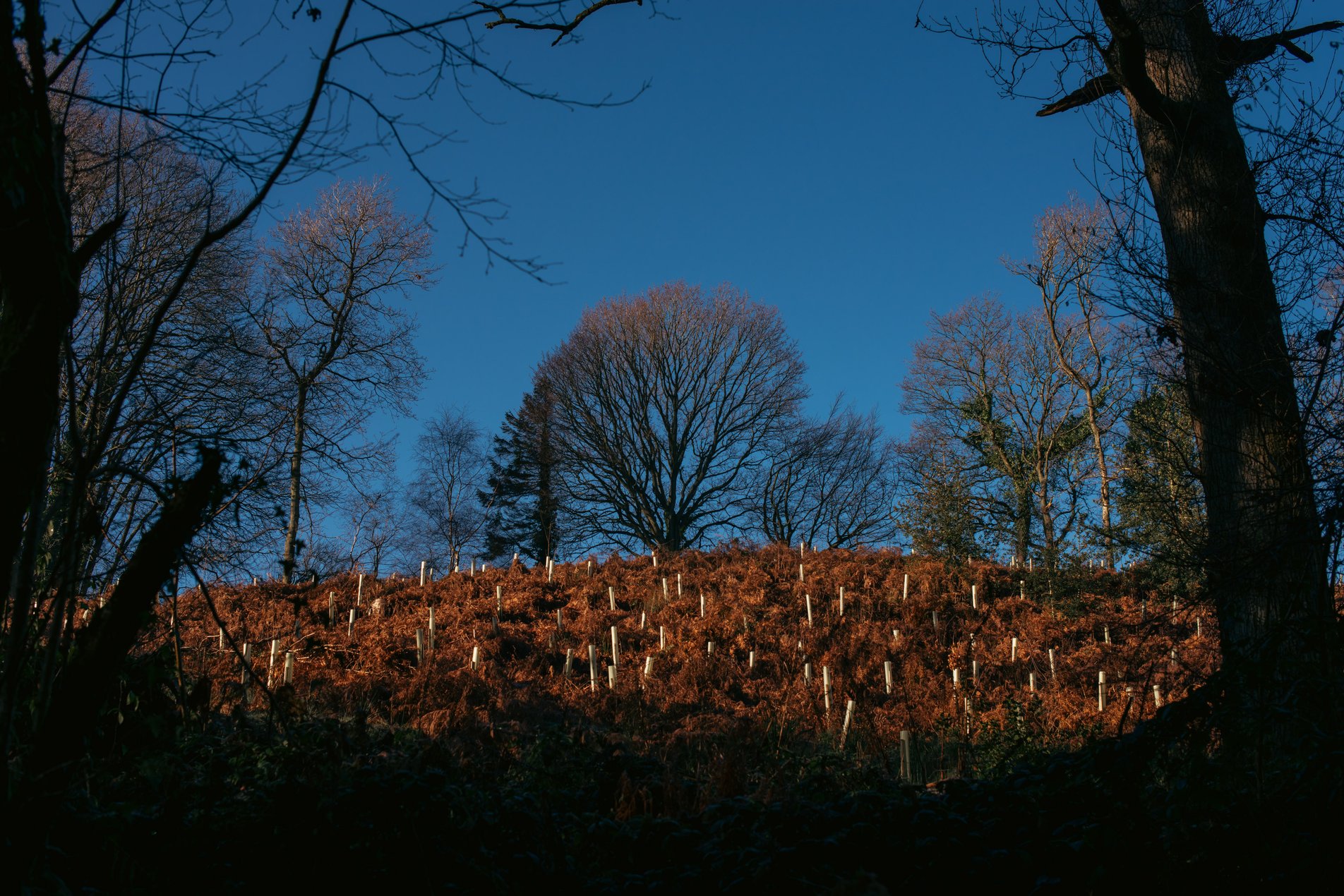 slope with ferns and saplings