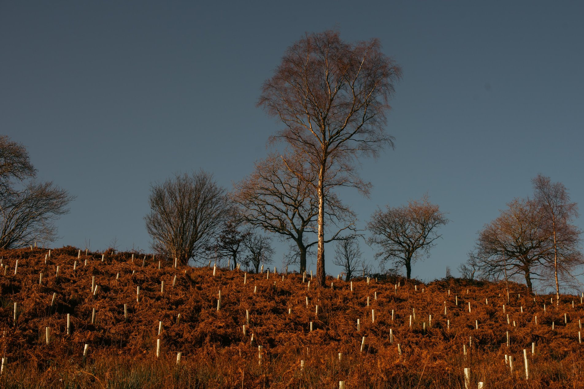 ferns and saplings