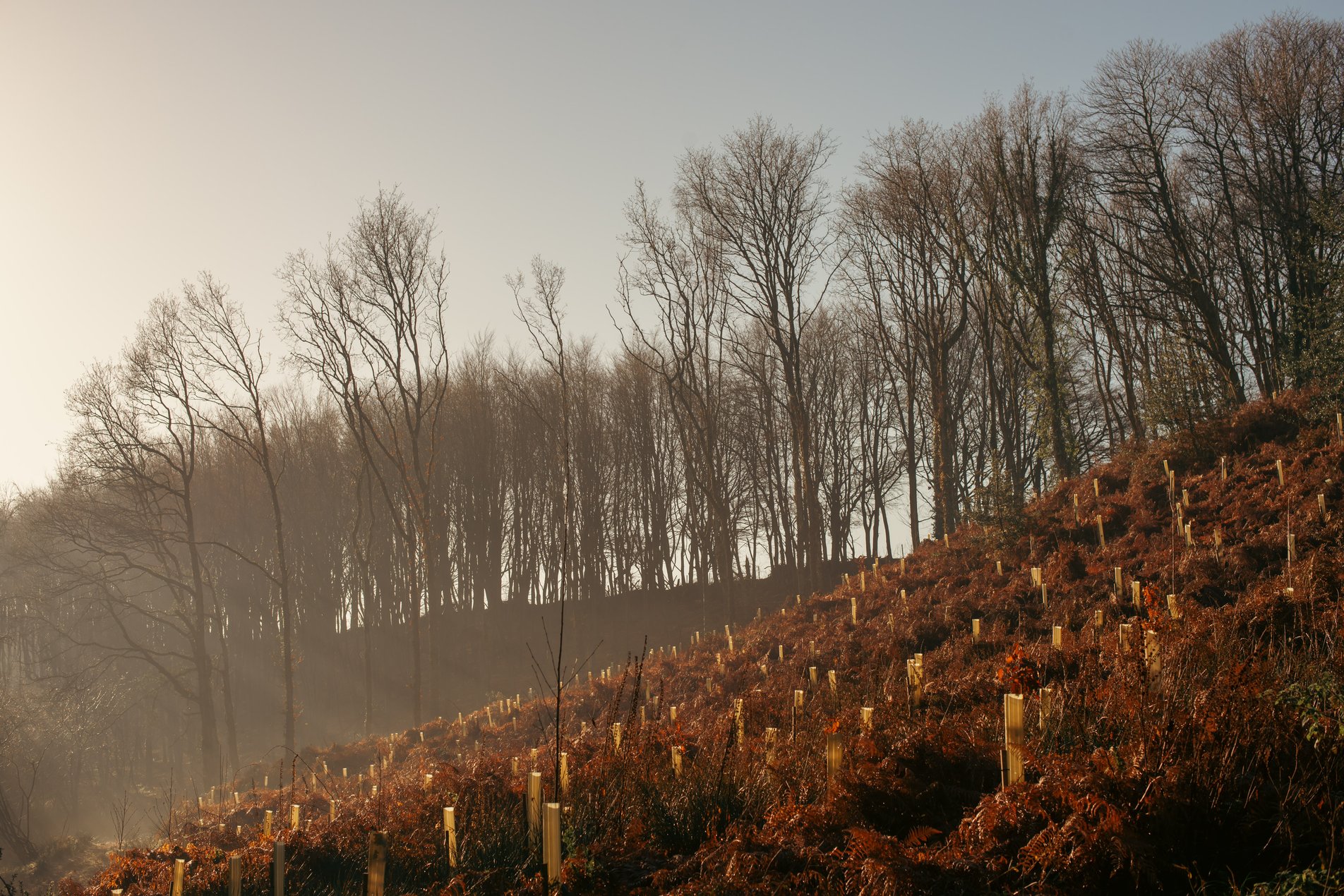 hazy winter view over wooded slopes