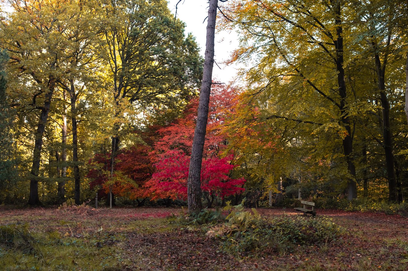 autumnal trees