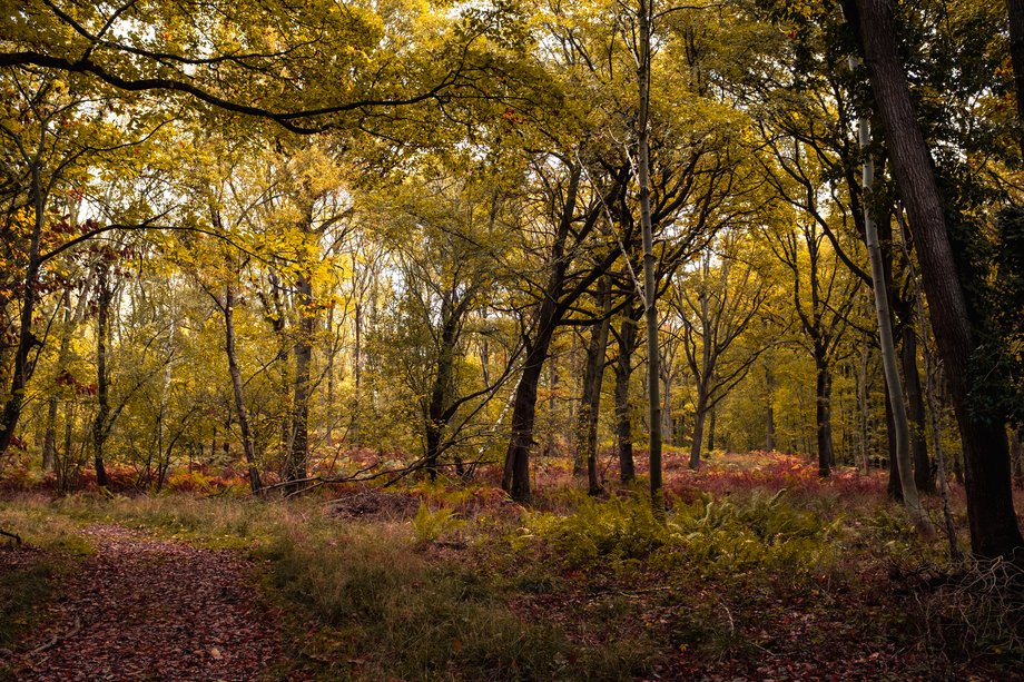 autumn woodland