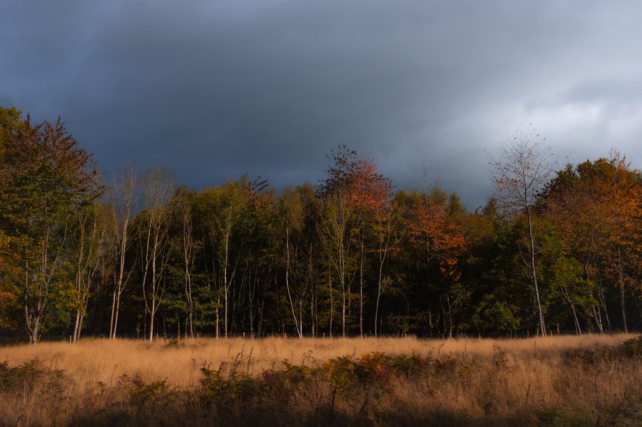autumn woodland