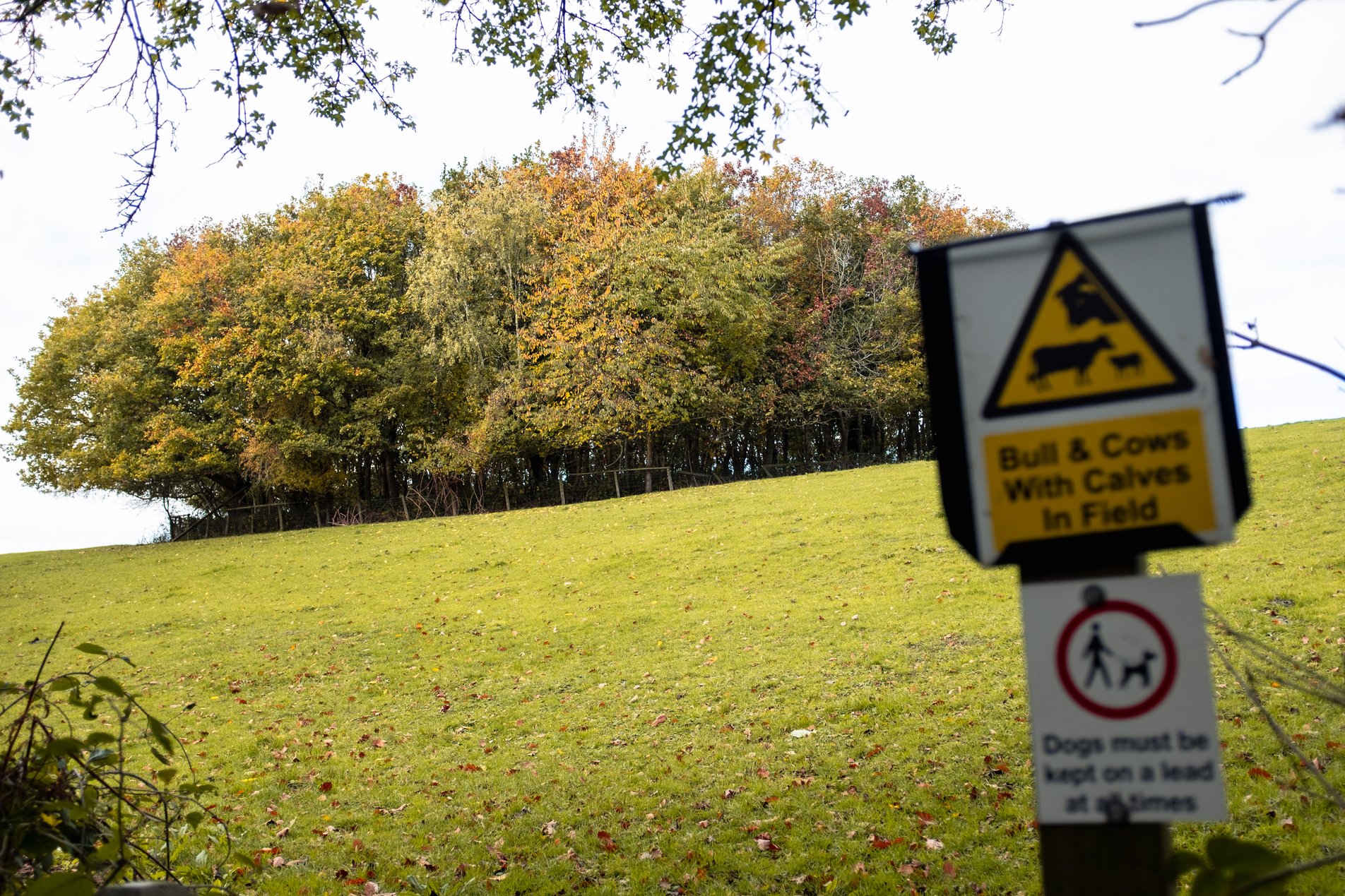 sign reading bull & cows with calves in field