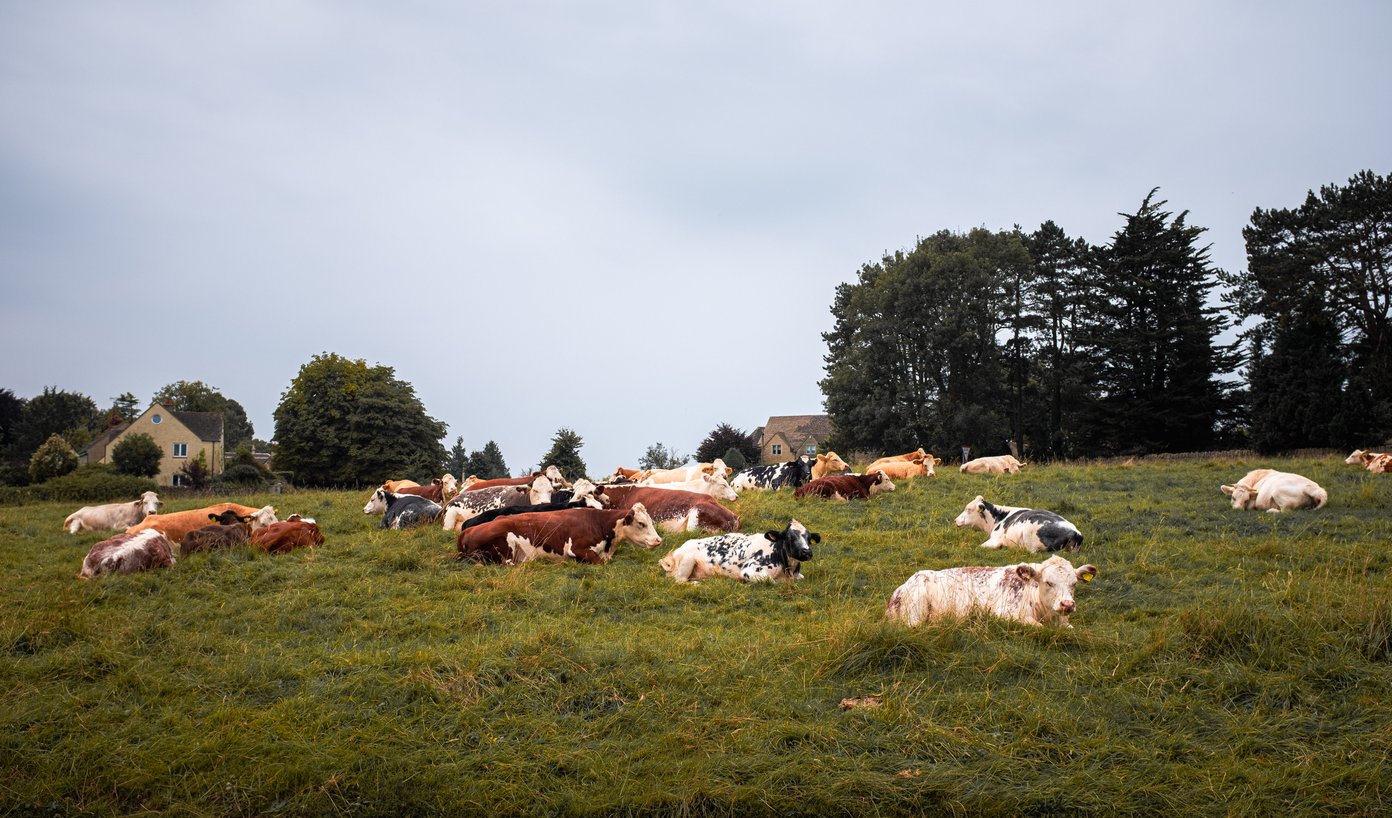 cows sitting on a common